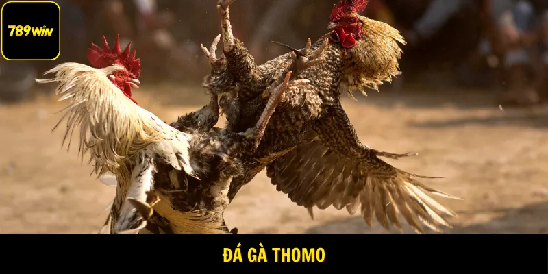Đá gà thomo