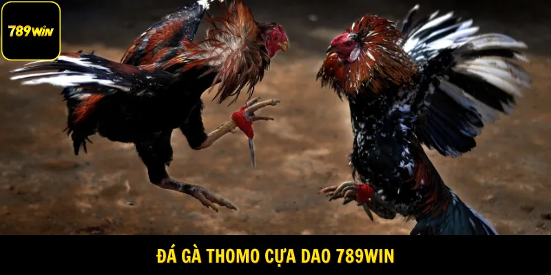 Đá gà Thomo cựa dao 789WIN