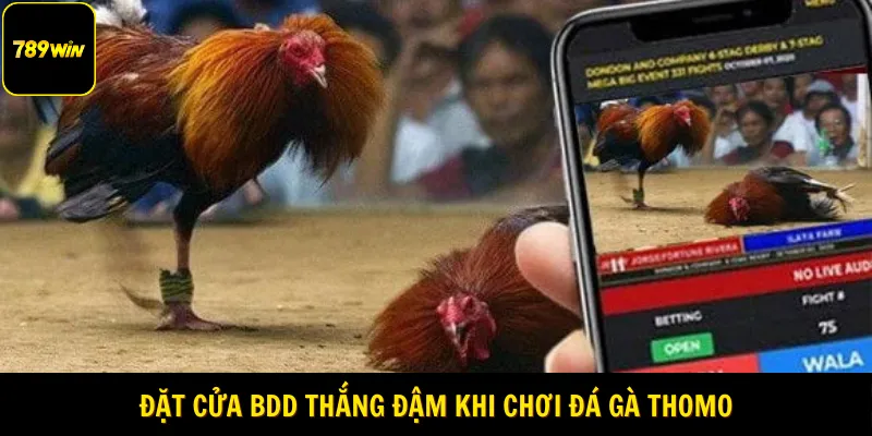 Đặt cửa BDD thắng đậm khi chơi đá gà Thomo