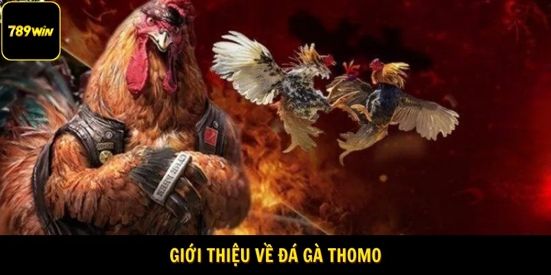 Giới thiệu về đá gà Thomo
