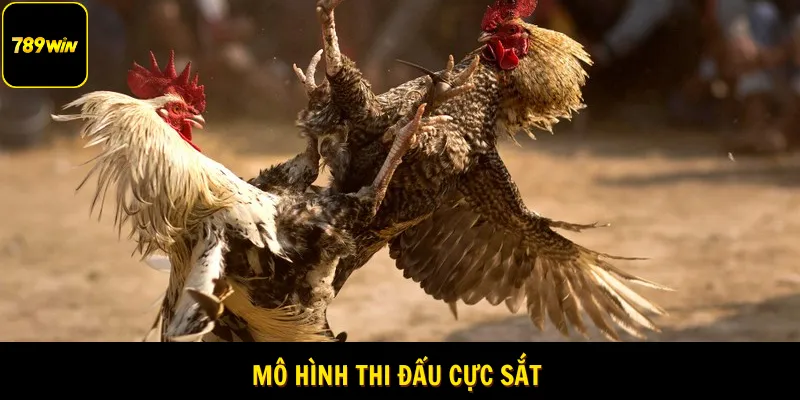 Hình thức thi đấu cựa sắt 