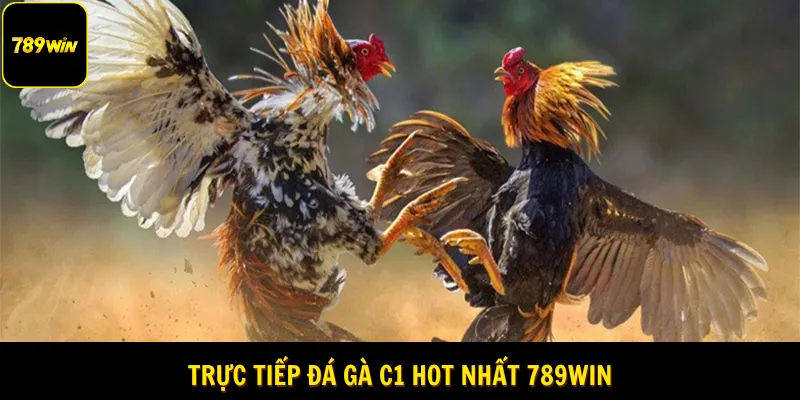 Trực Tiếp Đá Gà C1