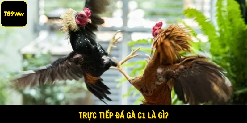 Giới thiệu về trực tiếp đá gà C1