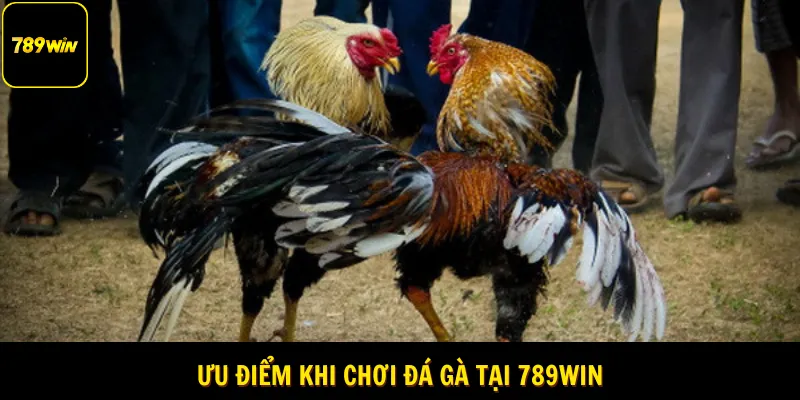 Trực Tiếp Đá Gà C1